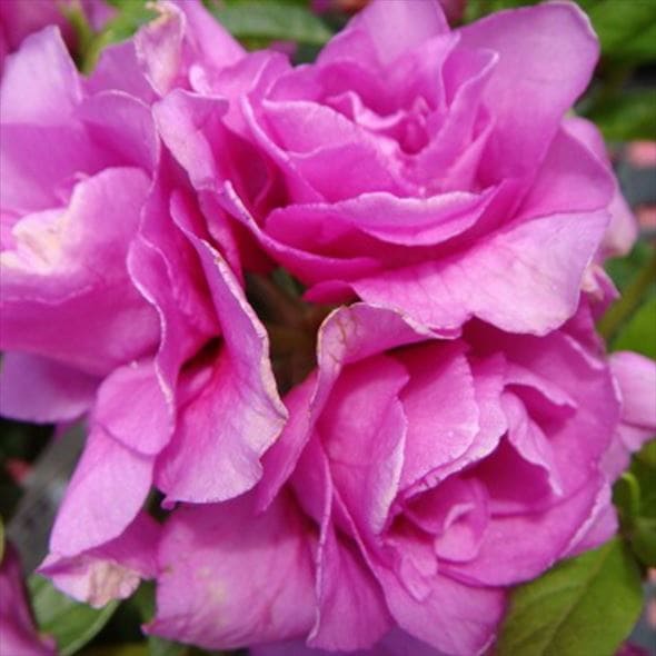 ツツジ 平戸ツツジ 紫八重 4号×3株セット｜花木10-AK | 花木・庭木