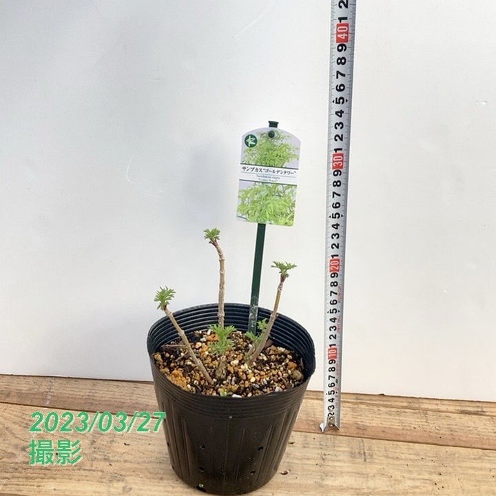 西洋ニワトコ サンブカス ゴールデンタワー 5号｜花木04-PA | 花木