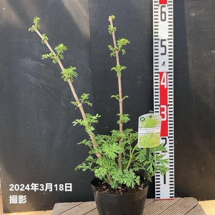 西洋ニワトコ サンブカス ゴールデンタワー 5号｜花木04-PA