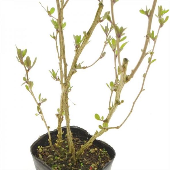 育てやすい果樹 クコ スローフード 赤塚植物園オンライン フラワーショップ 花の音