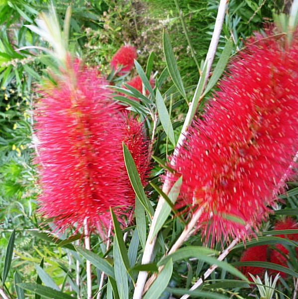 <大株>カリステモン キングスパークスペシャル 5号 ※お届けに10日程度かかる場合がございます。|花木10-TN