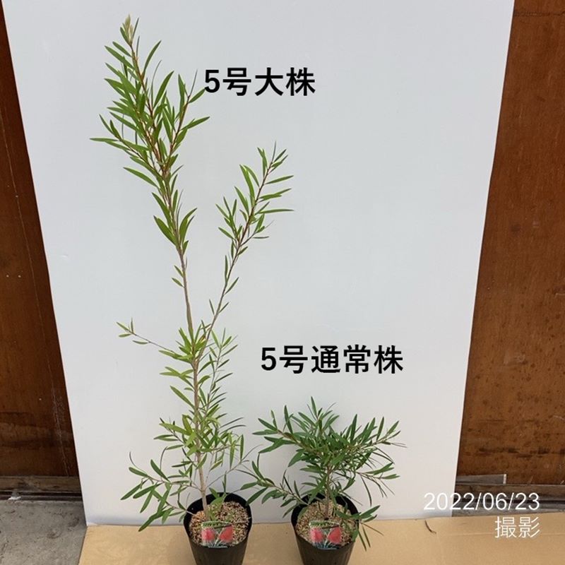 <大株>カリステモン キングスパークスペシャル 5号 ※お届けに10日程度かかる場合がございます。|花木10-TN