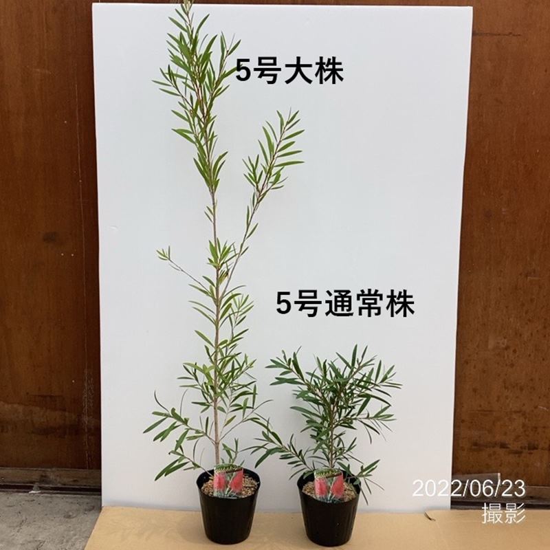 <大株>カリステモン キングスパークスペシャル 5号 ※お届けに10日程度かかる場合がございます。|花木10-TN