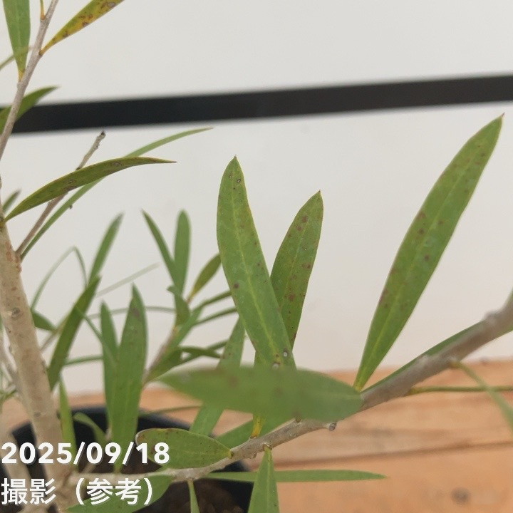 <大株>カリステモン キングスパークスペシャル 5号 ※お届けに10日程度かかる場合がございます。|花木10-TN