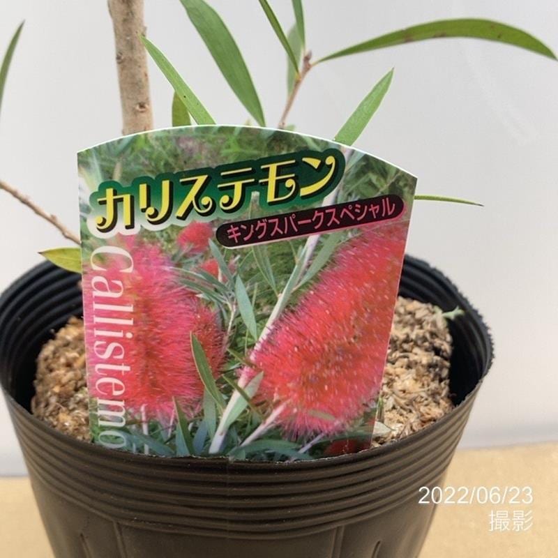 <大株>カリステモン キングスパークスペシャル 5号 ※お届けに10日程度かかる場合がございます。|花木10-TN