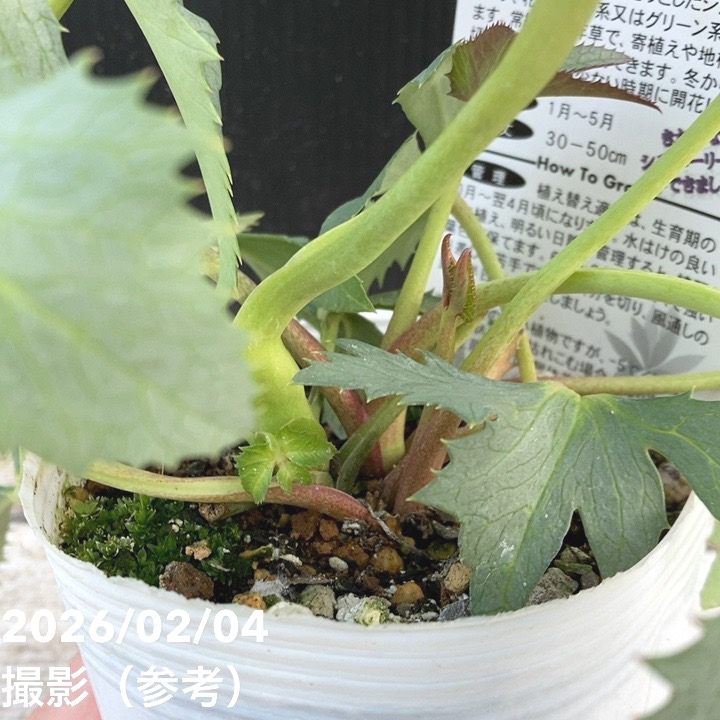 カラーリーフクリスマスローズ 3.5号 ステルニー スーパーシルバー（緑