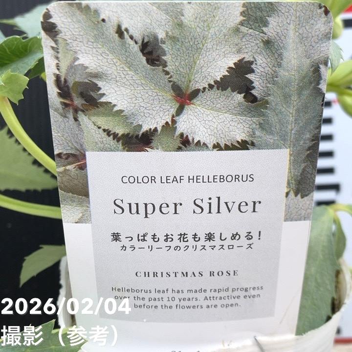 カラーリーフクリスマスローズ 3.5号 ステルニー スーパーシルバー（緑