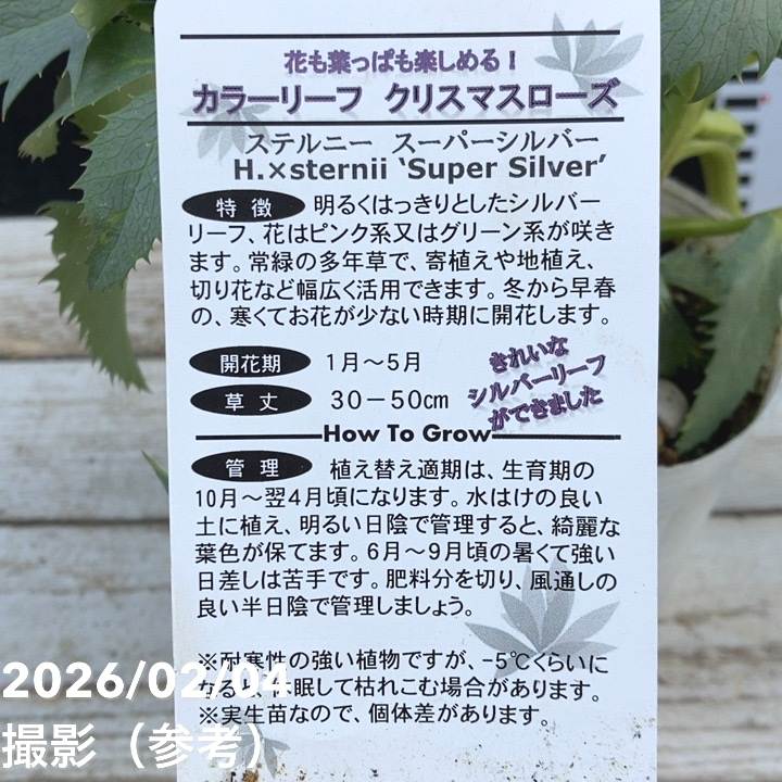 カラーリーフクリスマスローズ 3.5号 ステルニー スーパーシルバー（緑