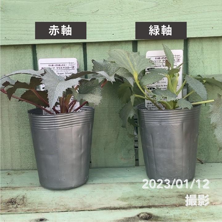 カン クリスマスローズ 株分け SSブラウニー クリスマスローズ 『ステルニー シルバースター』 1苗 4号プラ