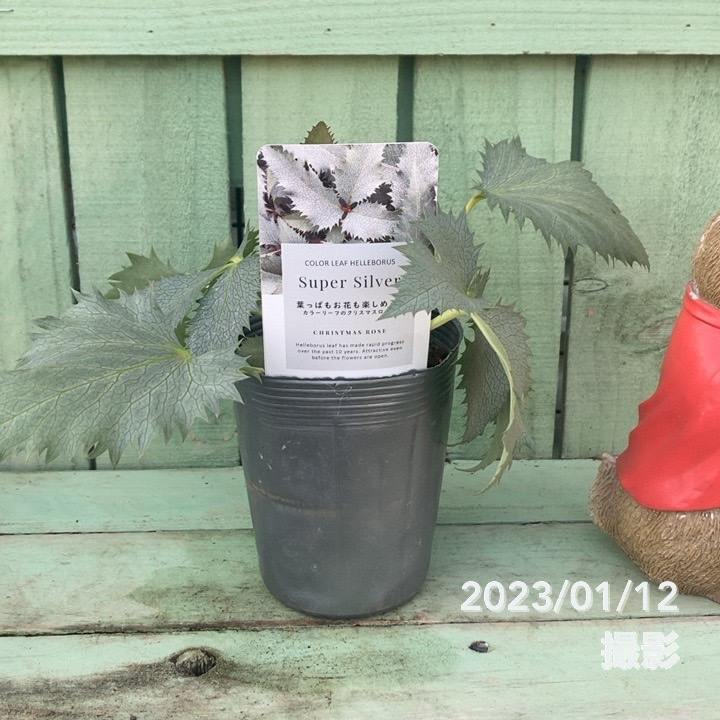 カラーリーフクリスマスローズ 3.5号 ステルニー スーパーシルバー（緑