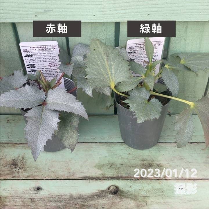 カン クリスマスローズ 株分け SSブラウニー クリスマスローズ：ニゲル バーブームシフラ4号ポット（開花終了