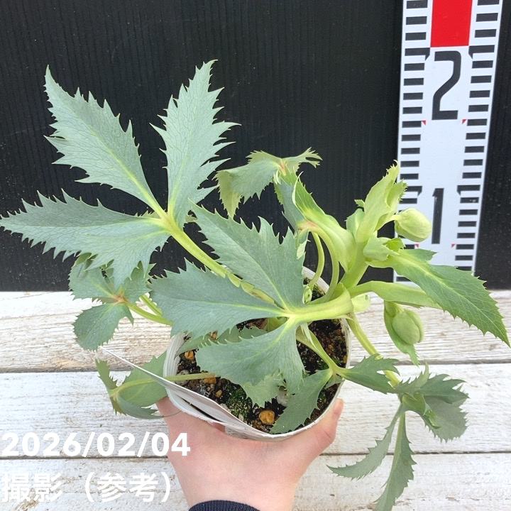 カラーリーフクリスマスローズ 3.5号 ステルニー スーパーシルバー（緑