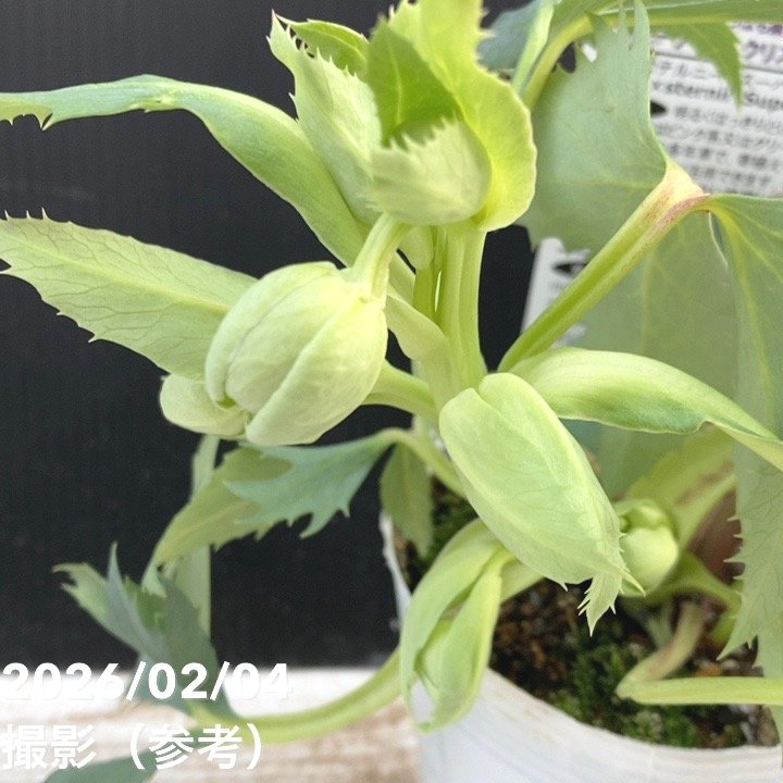 カラーリーフクリスマスローズ 3.5号 ステルニー スーパーシルバー（緑