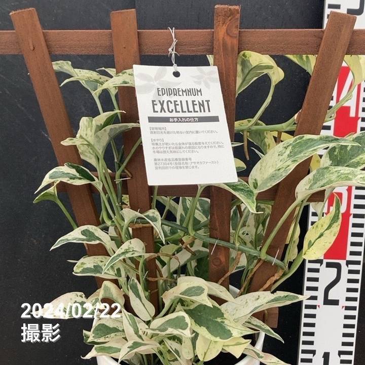 ここ様ご確認用♡レア♡ポトスエクセレント♡5号♡２個セット 激レア！数量限定】ポトス エクセレント トレリス仕立て 5号 PVP