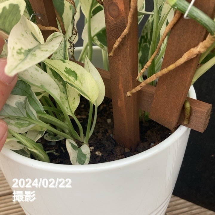 激レア！数量限定】ポトス エクセレント トレリス仕立て 5号 PVP（鉢色