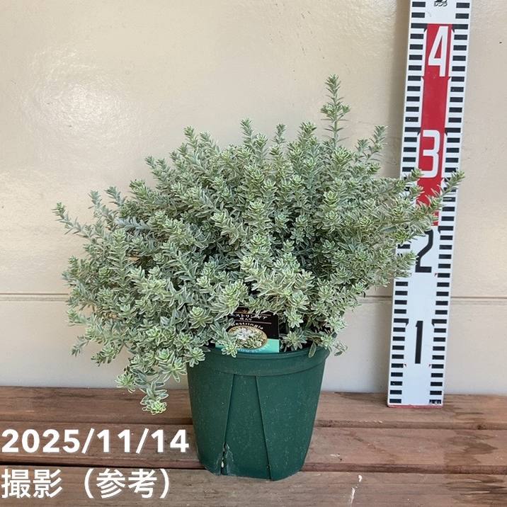 斑入りウェストリンギア フルティコサ 5号｜花木04-PA | 特集,斑入り