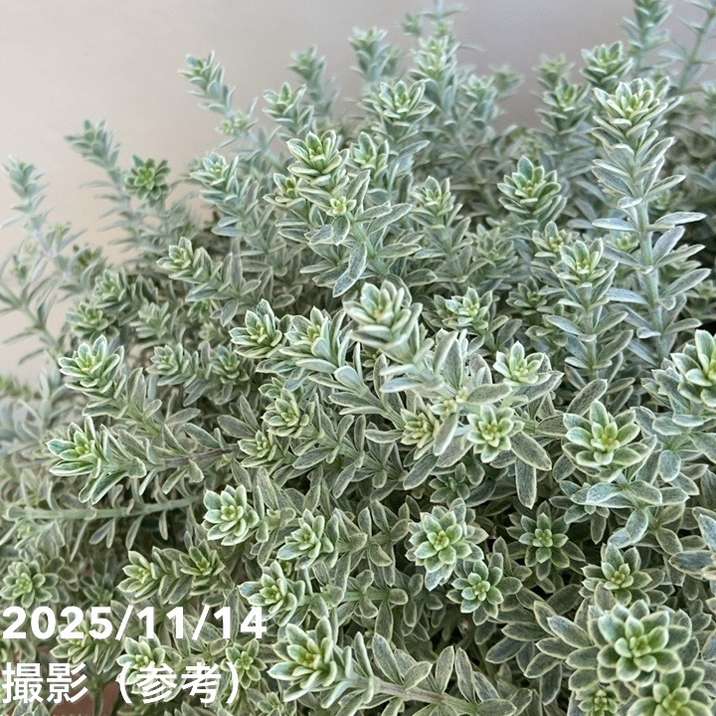 斑入りウェストリンギア フルティコサ 5号｜花木04-PA | 特集,斑入り