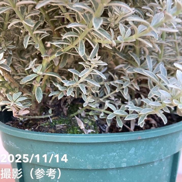 斑入りウェストリンギア フルティコサ 5号｜花木04-PA | 特集,斑入り