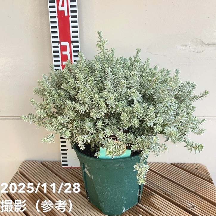 斑入りウェストリンギア フルティコサ 5号｜花木04-PA | 特集,斑入り