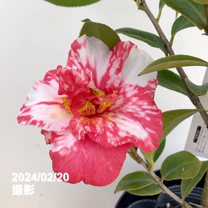 雪椿 ツバキ 6号 縞千鳥｜花木10-TU | 花木・庭木,椿（ツバキ） | 赤塚