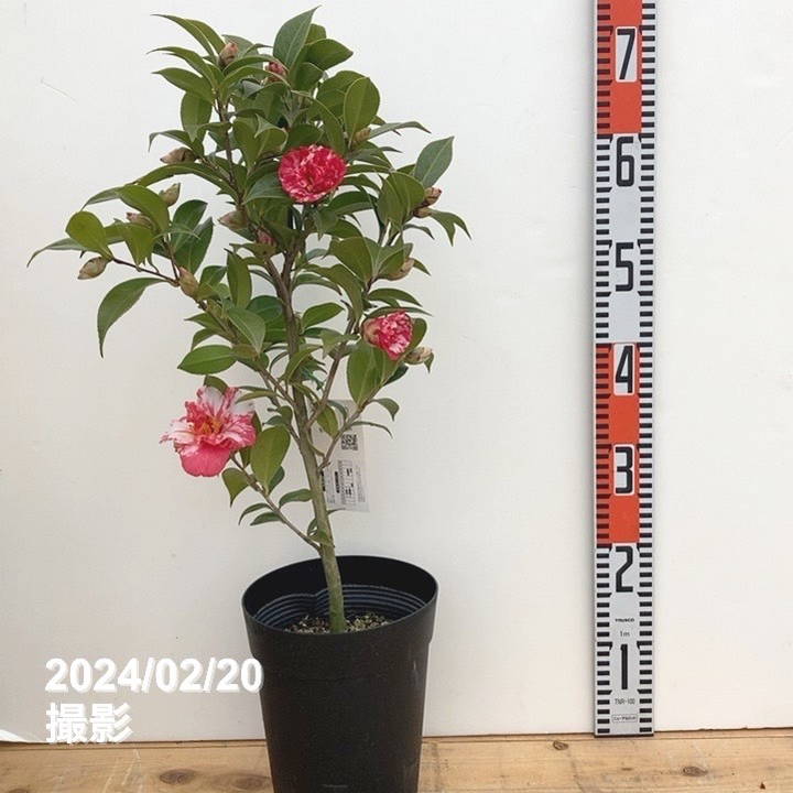 雪椿 ツバキ 6号 縞千鳥｜花木10-TU | 花木・庭木,椿（ツバキ