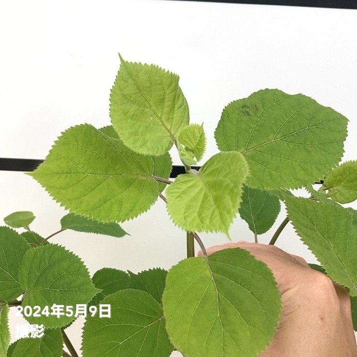 大株＞アメリカあじさい ピンクのアナベル2 7号 PVP｜花木10-TU | 花木