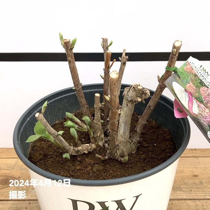 大株＞アメリカあじさい ピンクのアナベル2 7号 PVP｜花木10-TU | 花木