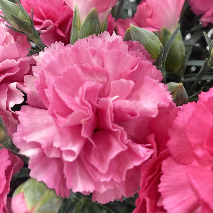 宮崎順子先生 イングリッシュフラワーガーデンのソファーカバー キット 宮崎順子先生 イングリッシュフラワーガーデンのソファーカバー キット