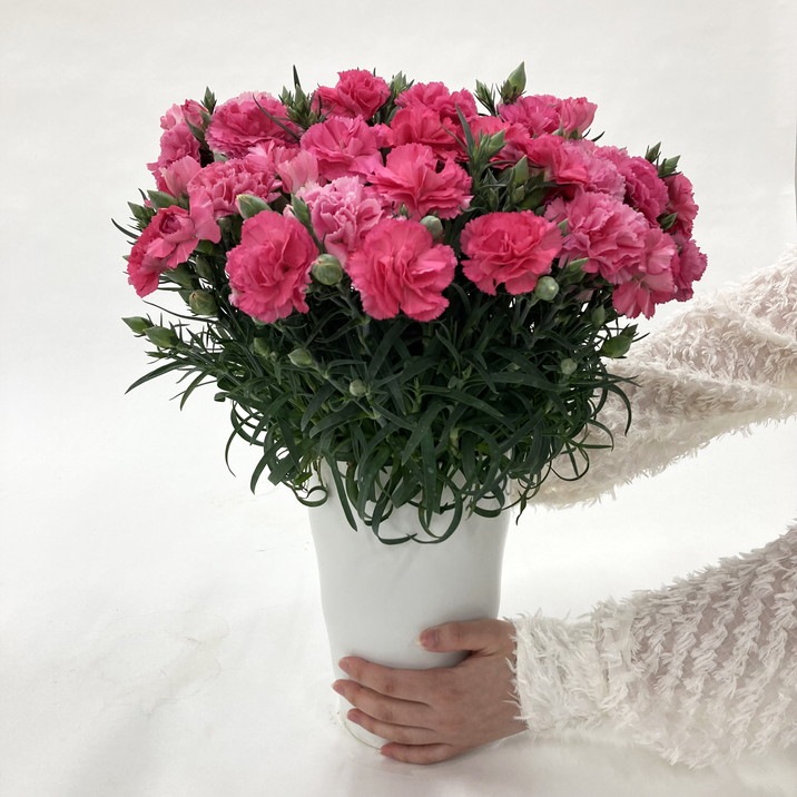 母の日にも♪ 寄せ植え　花■シックなカラーの寄せ植え　カーネーション 母の日にも♪ 寄せ植え花□シックなカラーの寄せ植えカーネーション