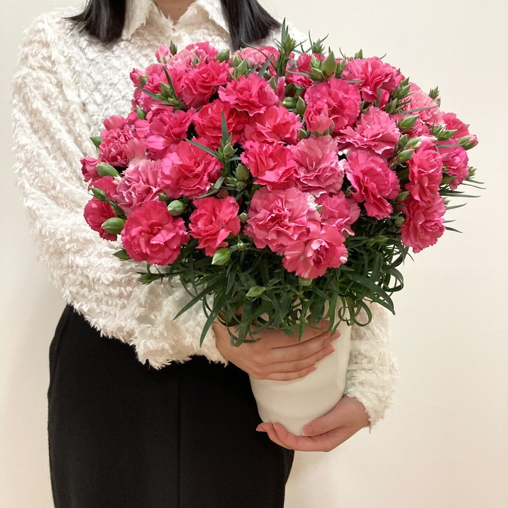 母の日ギフト2025 カーネーション さくらもなか 6号｜鉢花10-TU