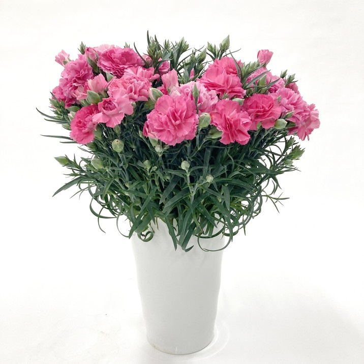 カーネーションさん専用 生花】カーネーション(おまかせグリーン):今週のオトク! - 花材