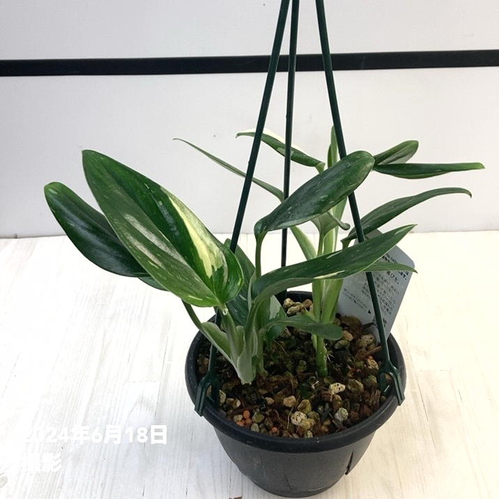 現品お届け】モンステラ スタンデリアナ バリエガータ Monstera