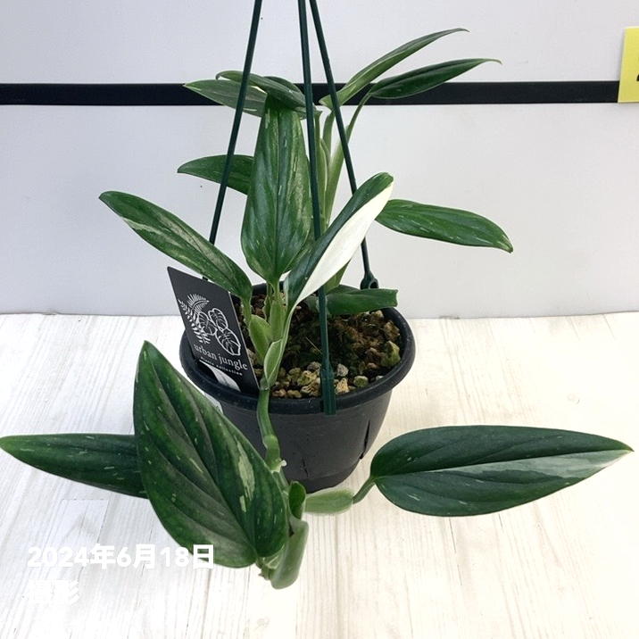 現品お届け】モンステラ スタンデリアナ バリエガータ Monstera