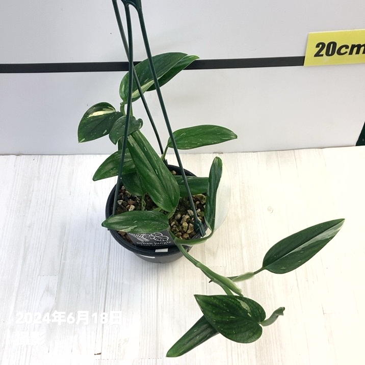 現品お届け】モンステラ スタンデリアナ バリエガータ Monstera