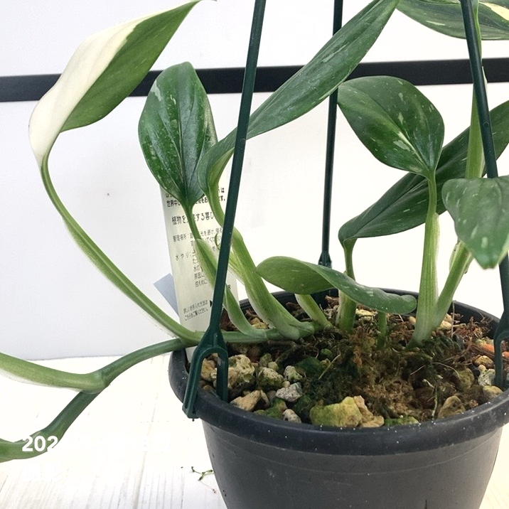 現品お届け】モンステラ スタンデリアナ バリエガータ Monstera