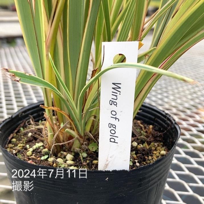 葉風 ニューサイラン ウィングオブゴールド 4号｜草花01-D1 | 草花,[多年草