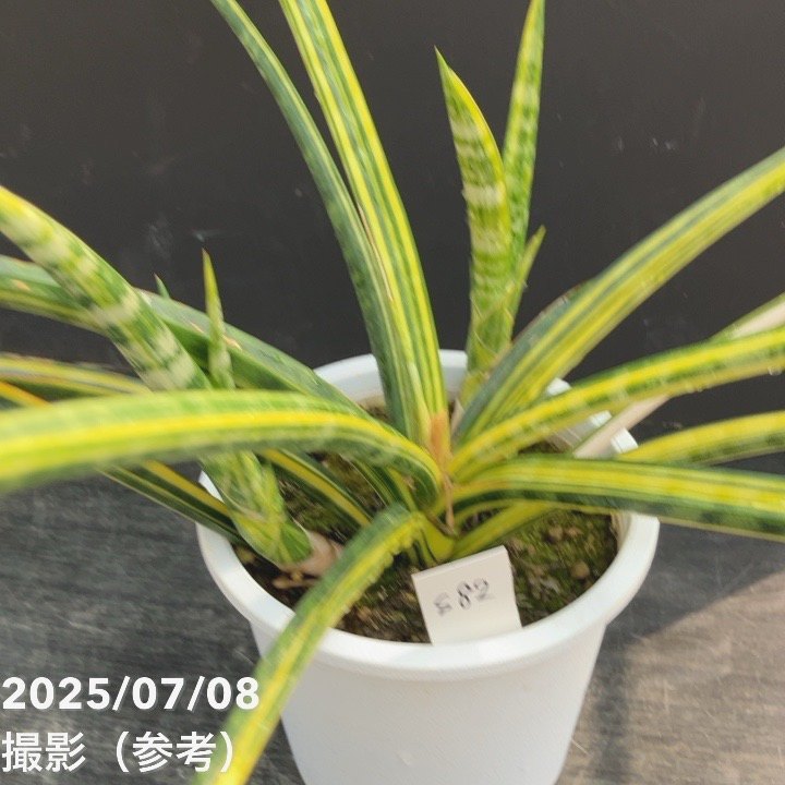 超激レア！現品お届け！】サンスベリア 4号 ファーンウッド（ミカド