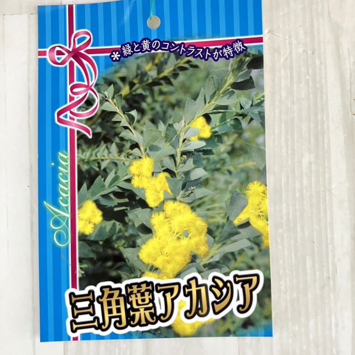 三角葉アカシア 6号｜花木04-PA | 花木・庭木,[記念樹・シンボルツリー