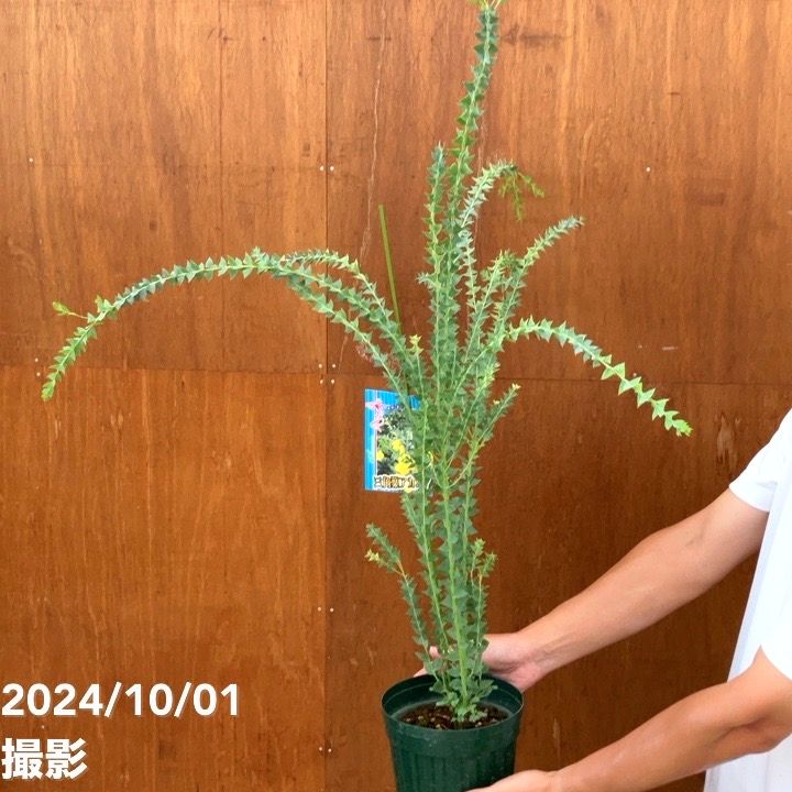 三角葉アカシア 6号｜花木04-PA | 花木・庭木,[記念樹・シンボルツリー