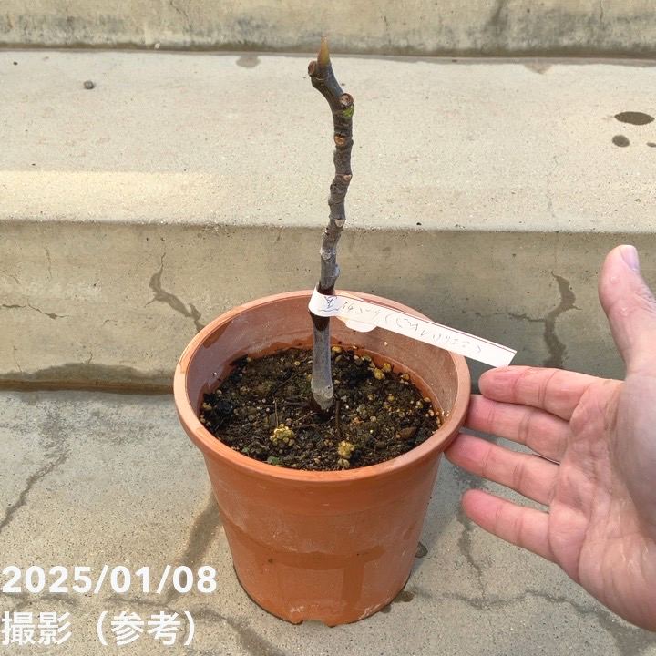 現品お届け】イチジク ビオレソリエス 5号｜果樹10-TU | 果樹,イチジク