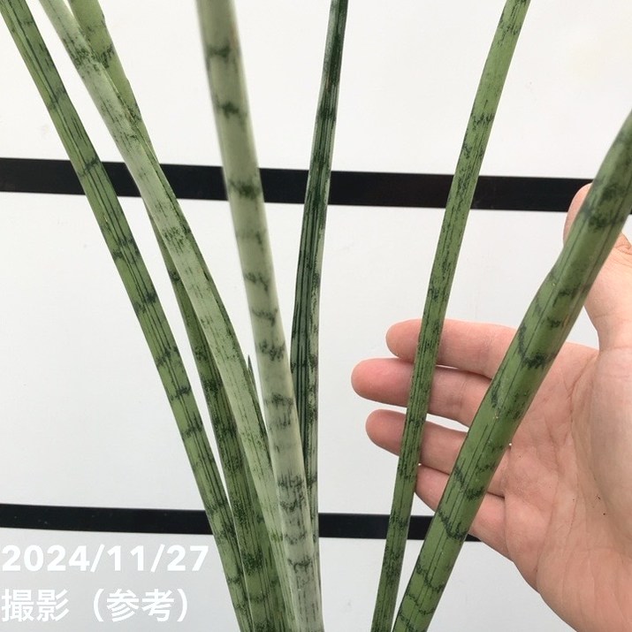 期間限定10％OFF！】サンスベリア 4号 フルーレ（子株）｜観葉02-D2