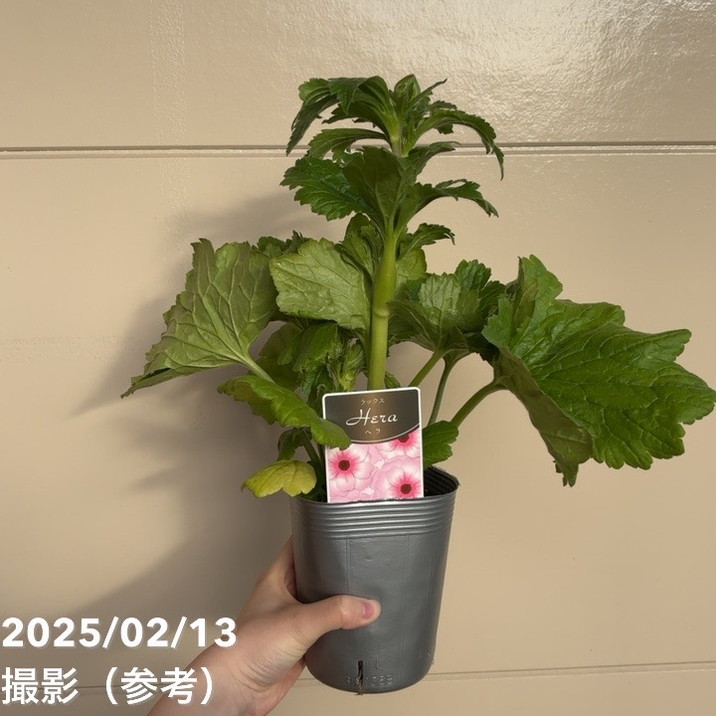 ラナンキュラス ラックスシリーズ 3.5～4号 ヘラ｜草花04-PA | 草花