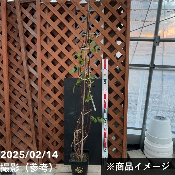 充実の長尺バラ フランシス・バーネット 7号 ロサ・オリエンティス