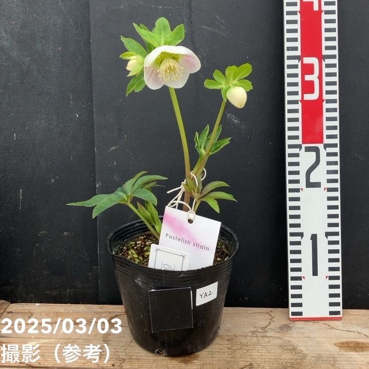 一点物】大和園 クリスマスローズ パステリッシュトレイン 4.5号（YA2