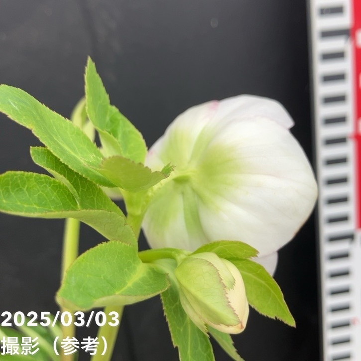 一点物】大和園 クリスマスローズ パステリッシュトレイン 4.5号（YA2