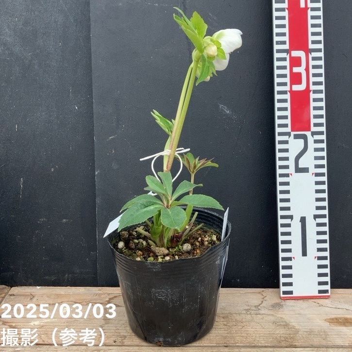 一点物】大和園 クリスマスローズ パステリッシュトレイン 4.5号（YA2