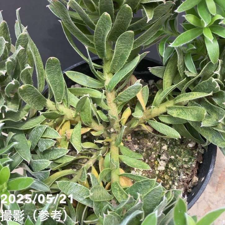 バンクシア　アテナータドワーフ　5号（プロテア、グレビレア、リューカデンドロン） バンクシア アテナータドワーフ 5号（プロテア、グレビレア