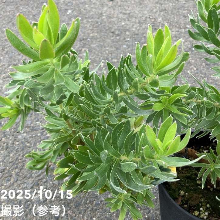 リューカデンドロン スターグリーン 5号｜花木10-TU | 花木・庭木