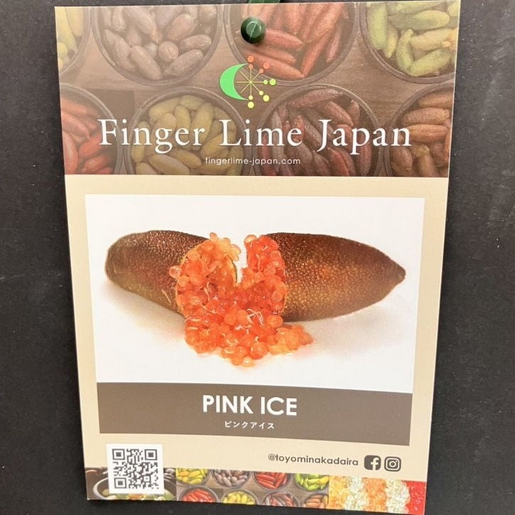 フィンガーライム 果実 1kg 特大 ピンクアイス こるふぁーむ フィンガーライム 5号 ピンクアイス（代引き不可）｜柑橘