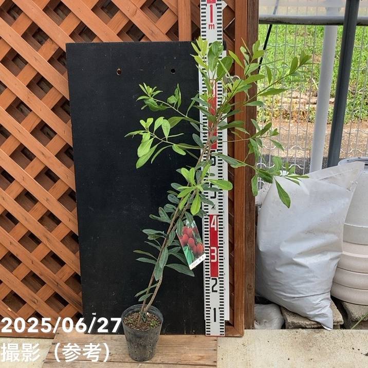 ヤマモモ 4号 瑞光｜果樹04-PA | 果樹,[珍しい果樹] | 赤塚植物園